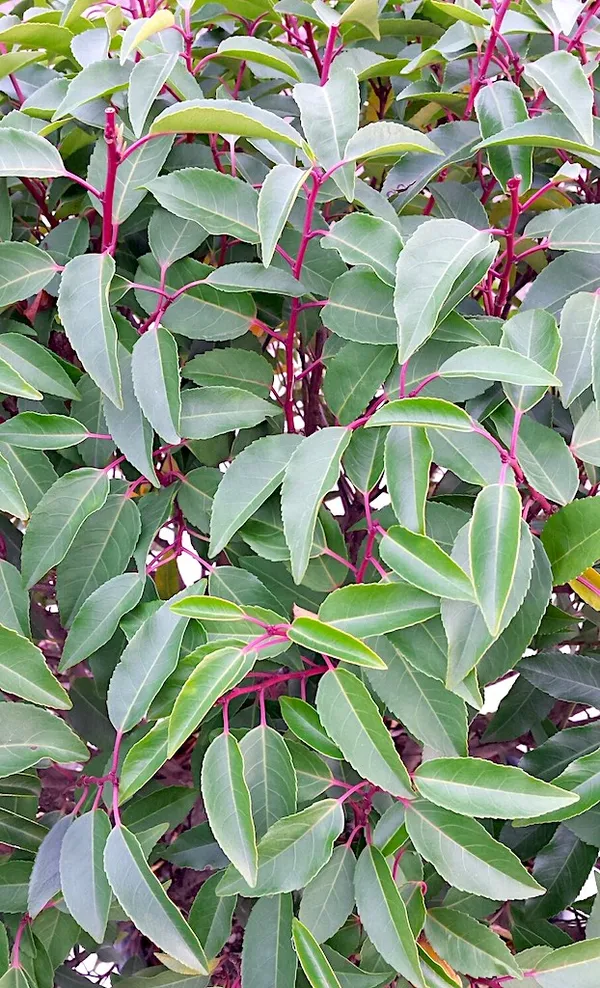 Portuguese laurel - Prunus lusitanica