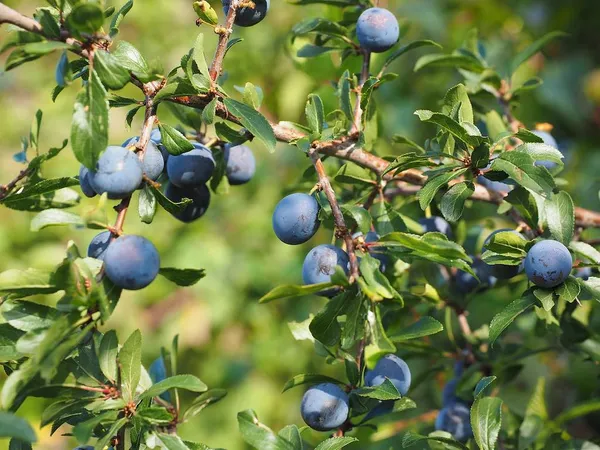 The Best Berries for Birds - Prunus spinosa (blackthorn)