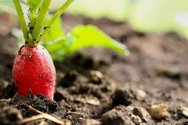 Easy Vegetables for Your First Vegetable Garden (Container) - Radishes