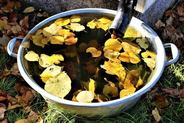 Sustainable Gardening: Collecting Rainwater
