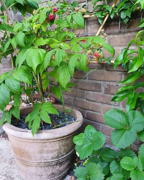 Potted Raspberry (Polka, everbearing raspberry)