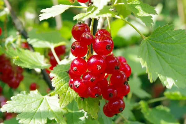 Grow fruit in your urban garden, too