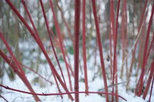7 Trees and Shrubs with Striking Trunks in Winter