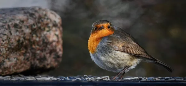 Feeding Birds - Robin in Winter