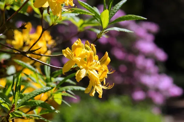 Yellow Azalea