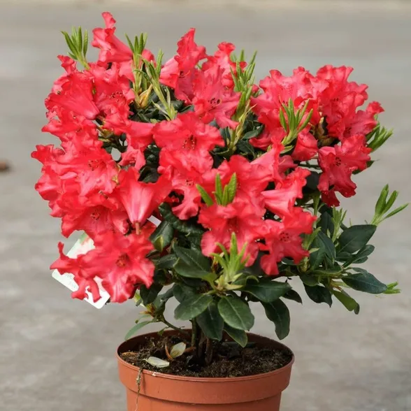 Rhododendron Baden Baden from Rhododendronwal.nl