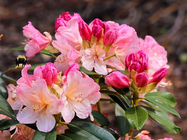 Compact Rhododendron Percy Wiseman (Yakushimanum hybrid)