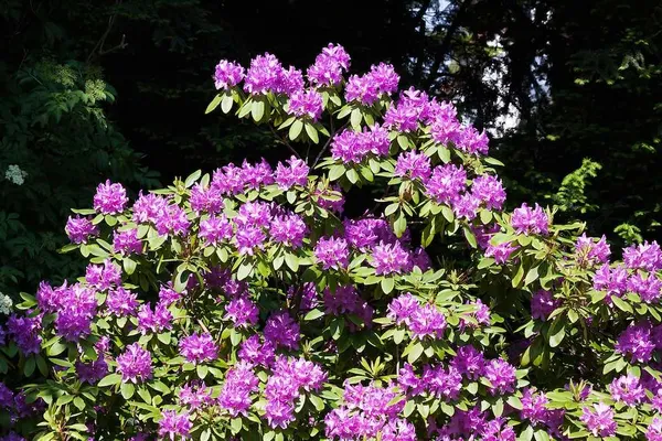 Rejuvenate a rhododendron or prune it back heavily (rejuvenation pruning)