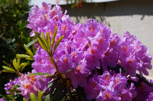 (Yakushimanum hybrid, dwarf rhododendron, or azalea)