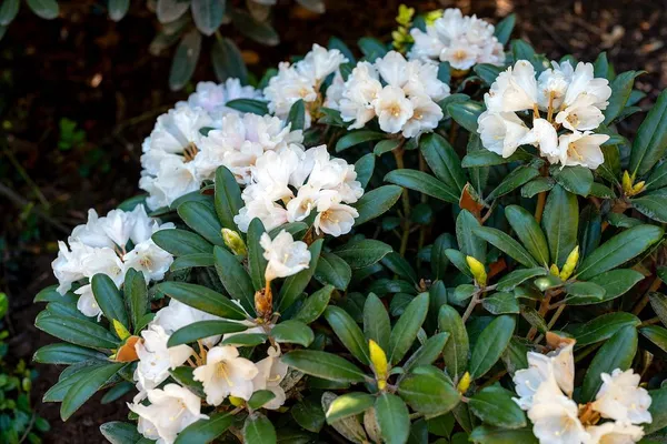 Compact Rhododendron Dora Amateis (Yakushimanum hybrid)