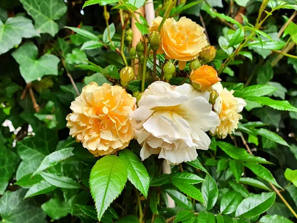 climbing rose