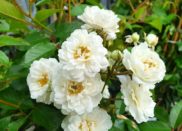 Plants with white flowers: rose