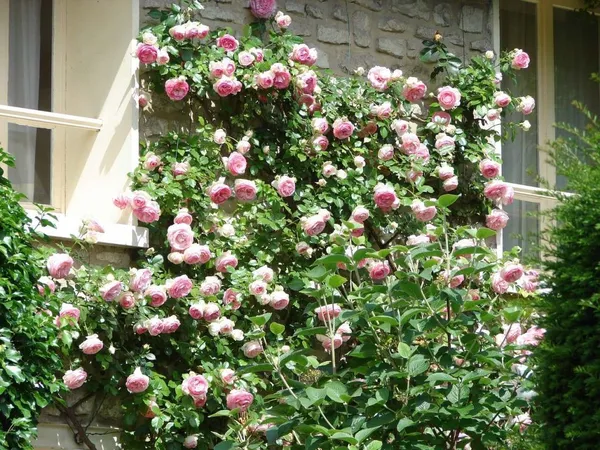 south-facing wall with a climbing rose