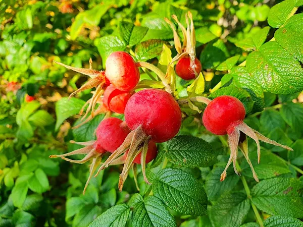 The Most Beautiful Berries for Birds—Rosa rugosa and Rosa canina