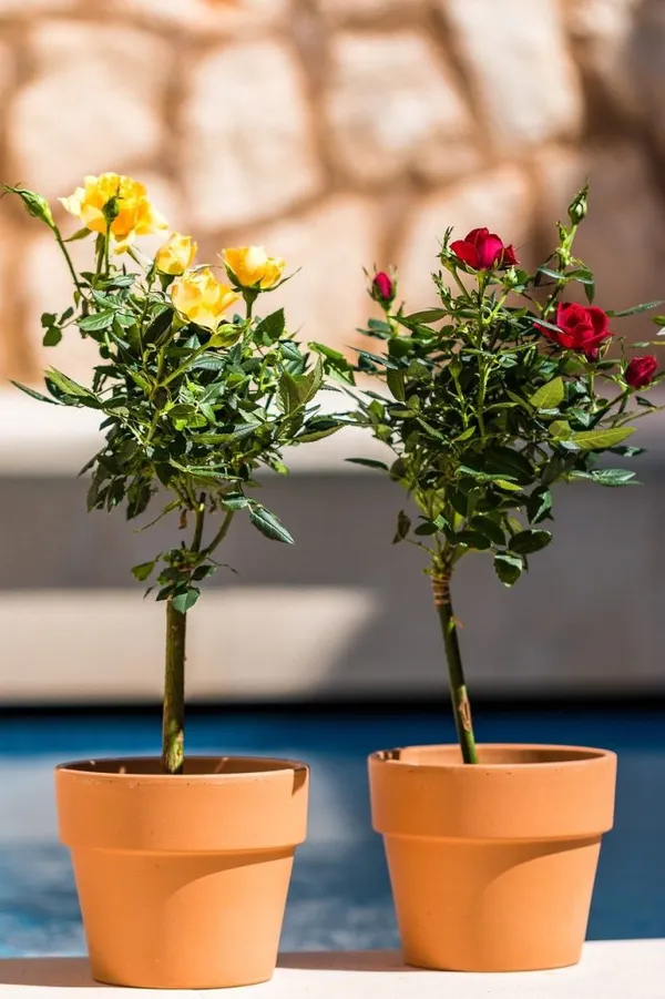 standard rose in a pot