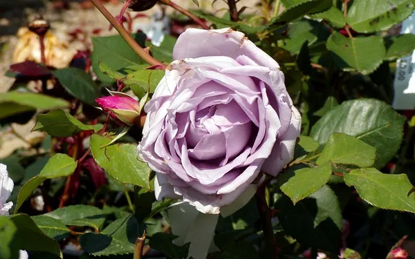 The Best Climbing Roses - Rosa Azubis