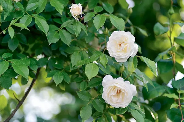 The Best Climbing Roses - Rosa Colonial White