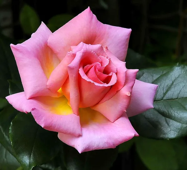 The Best Climbing Roses - Rosa Compassion