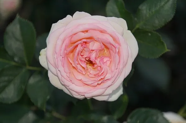 The Best Climbing Roses - Rosa Eden Rose
