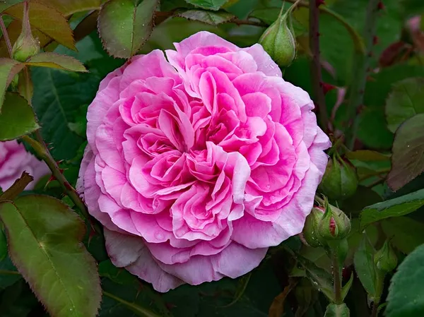 Roos - Rosa Gertrude Jeckyll