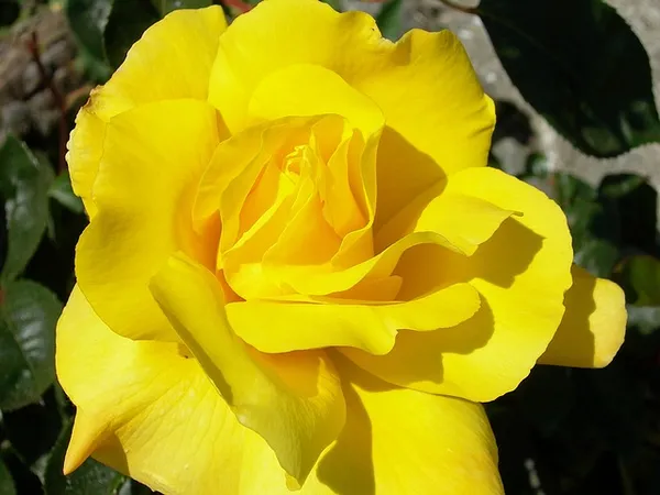 The Best Climbing Roses for Shade - Rosa Golden Showers