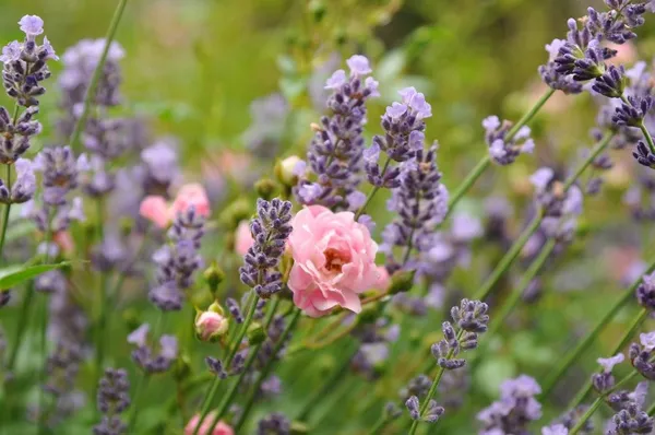 Combine lavender with roses