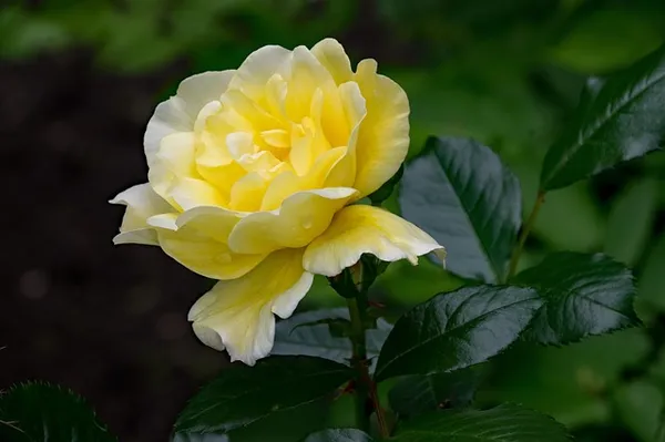 The Best Climbing Roses for Shade - Rosa Maigold