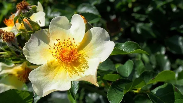 The Best Climbing Roses - Rosa Mermaid