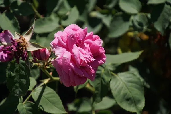 The Best Climbing Roses - Rosa Mme Isaac Pereire