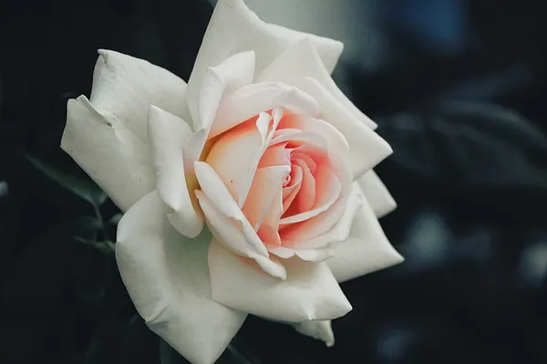 The Best Climbing Roses - Rosa White New Dawn 