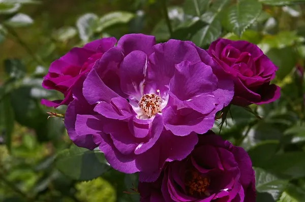 The Best Climbing Roses - Rosa Rhapsody in Blue