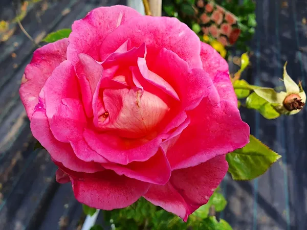 The best repeat-blooming climbing roses with a strong fragrance - Roos Parfum Royal