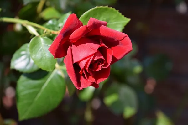The Best Climbing Roses - Rosa Sympathy
