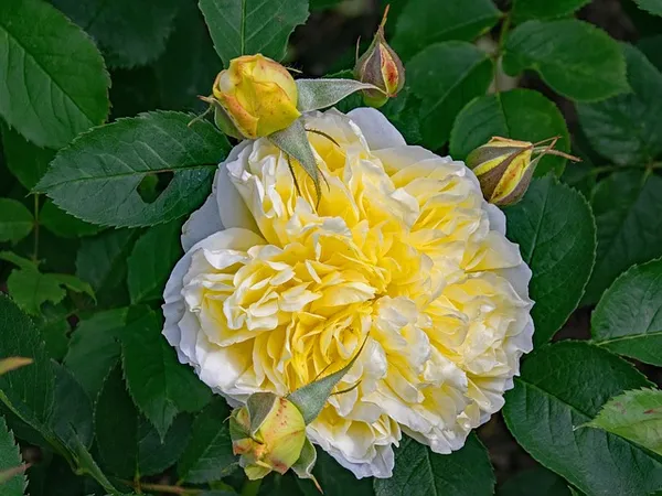 The Best Climbing Roses - Rosa The Pilgrim