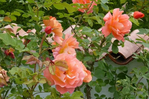 The Best Climbing Roses - Rosa Westerland