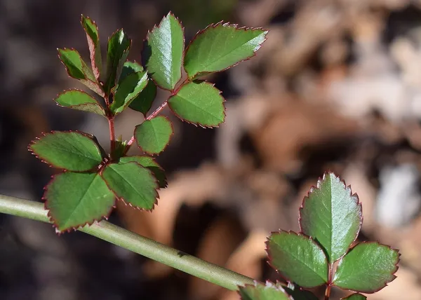 When should you start pruning roses?