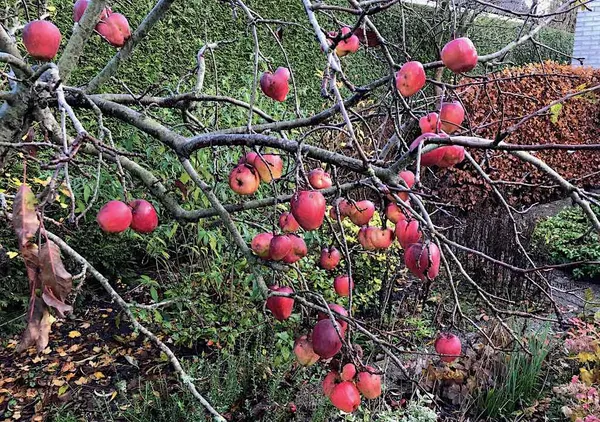 Fruit in Your Garden to Attract More Animals