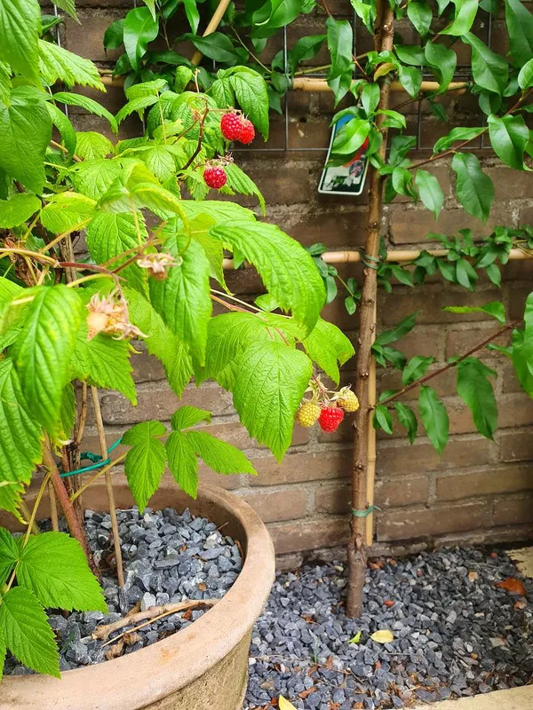 potted raspberry