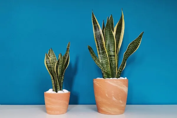 Sansevieria is very easy to care for