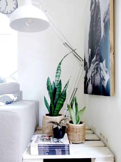 Sansevieria