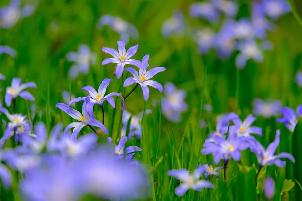 star hyacinth for bees