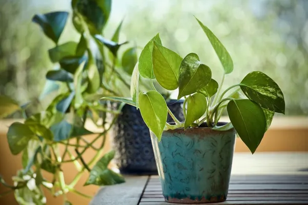 Easy-to-care-for houseplant: dragon ivy