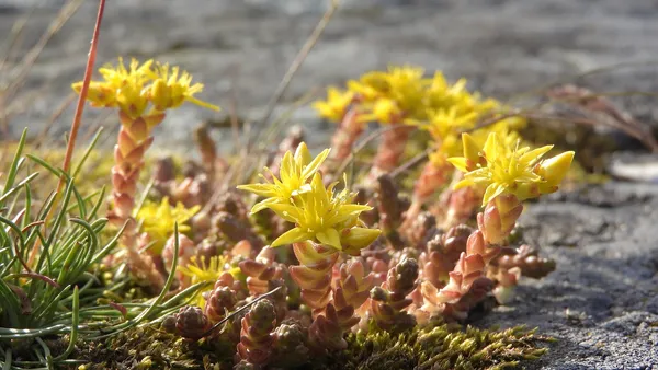 Low-growing or ground-covering sedum