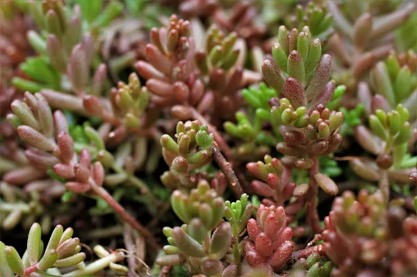 Sedum as a groundcover