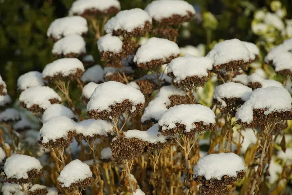 Sedum in Winter