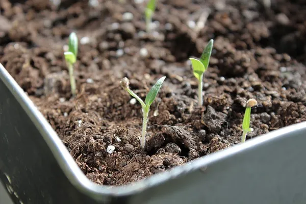 Buy or collect seeds. Gardening on a Budget: Tips for Free and Inexpensive Plants