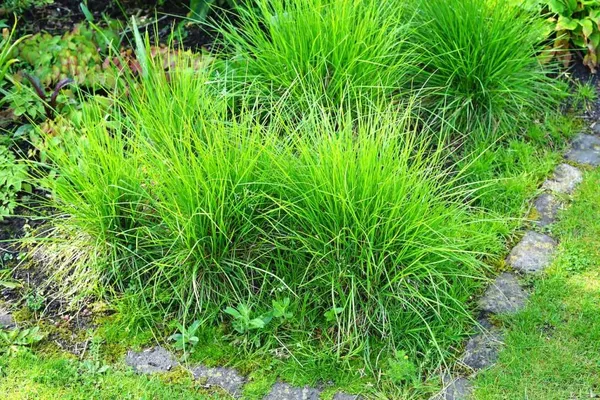 Evergreen ornamental grasses add texture in the spring