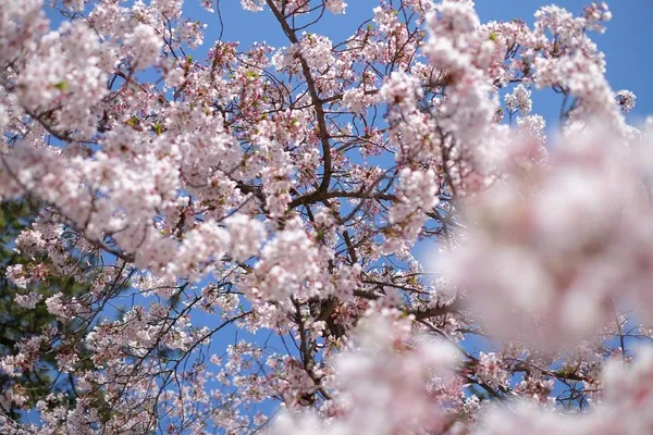 Prunus serrulata