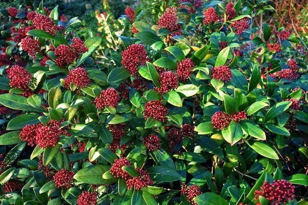 Plants for Christmas Decorations: Skimmia