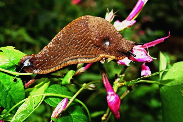 slug